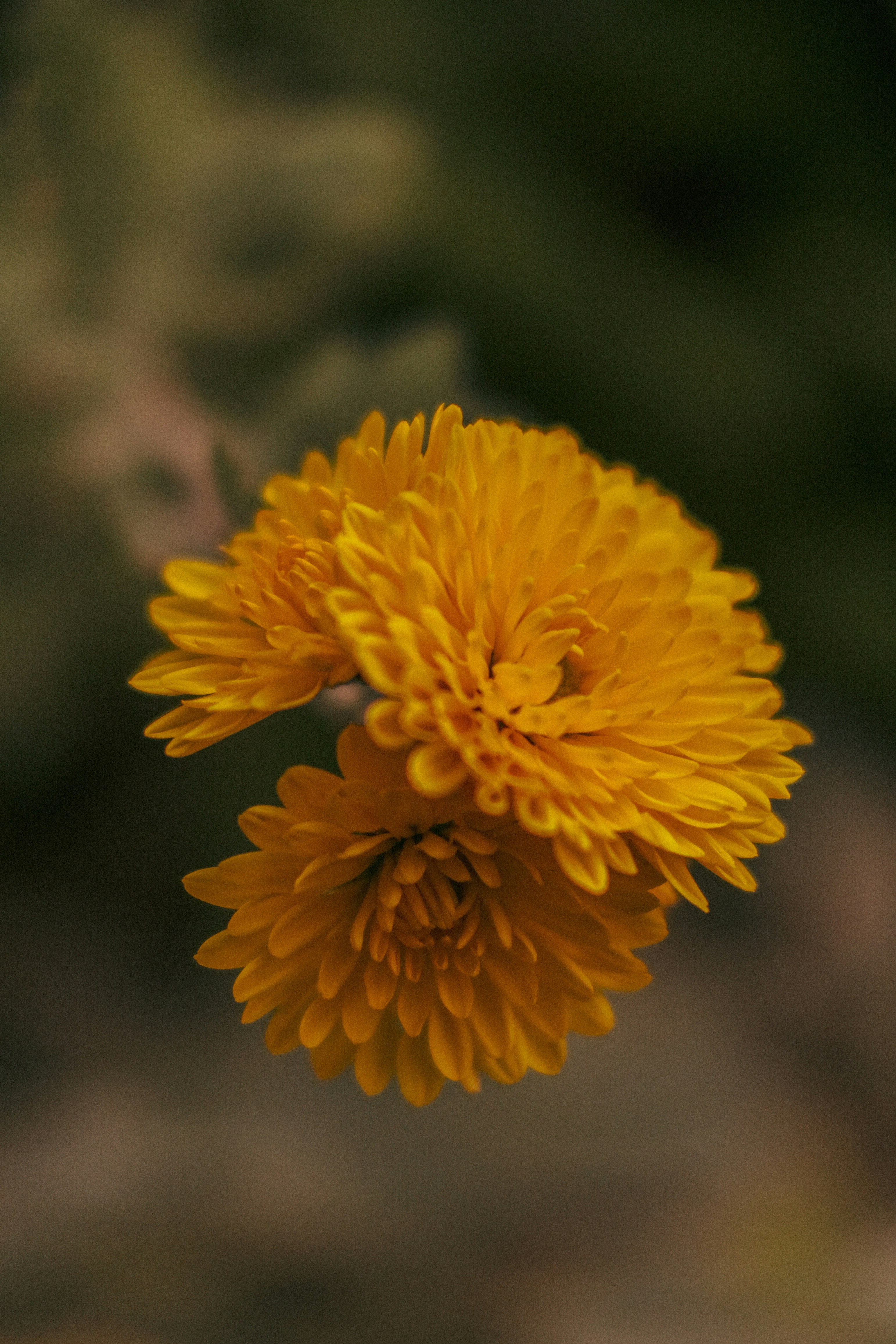 yellow flower in tilt shift lens